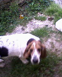 mon chien